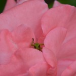 Grass Hopper in Rose
